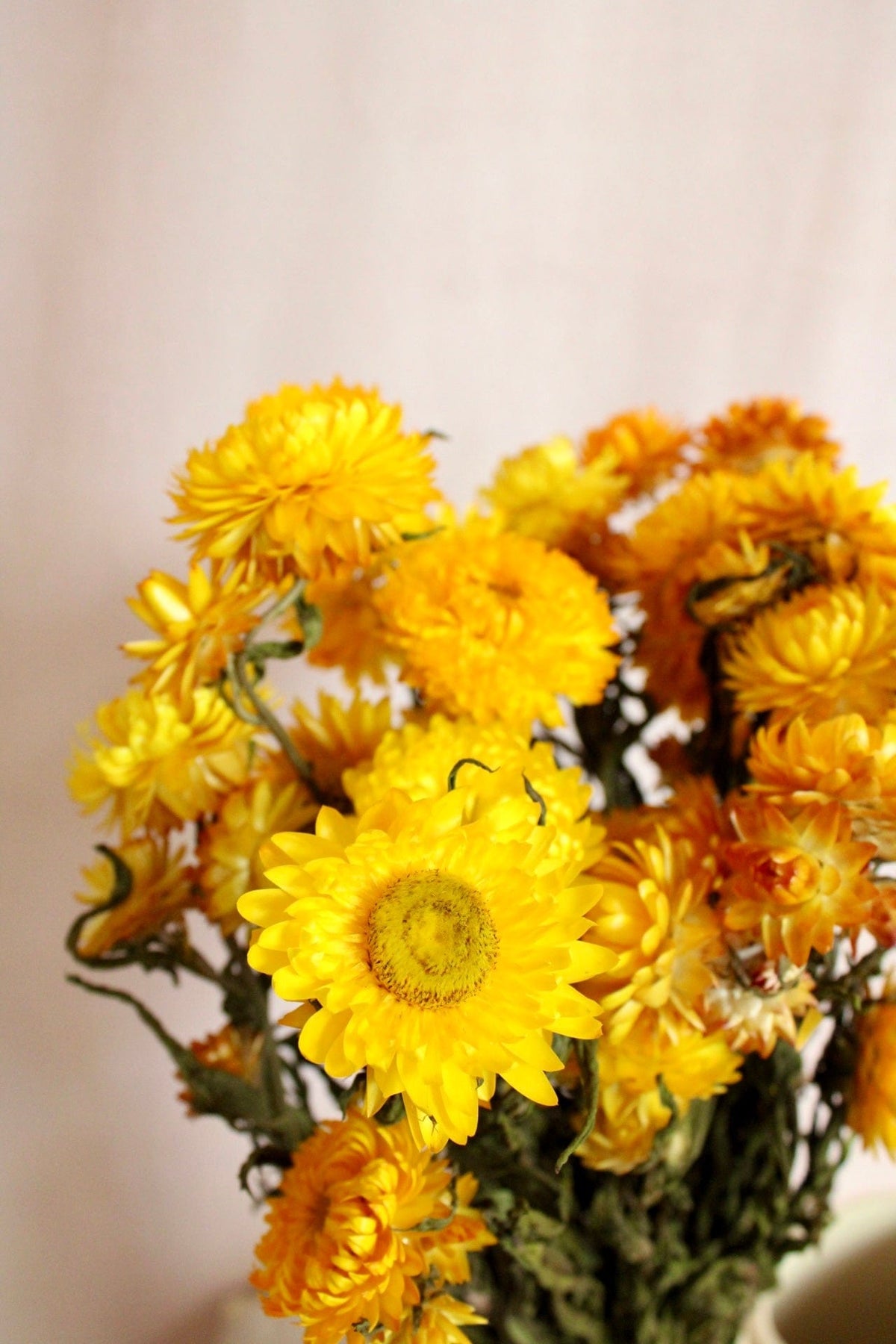 Vasenglück Trockenblumen Strohblumen | Gelb