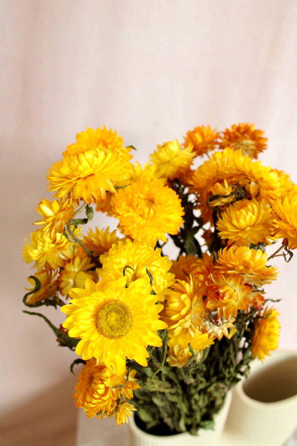 Vasenglück Trockenblumen Strohblumen | Gelb