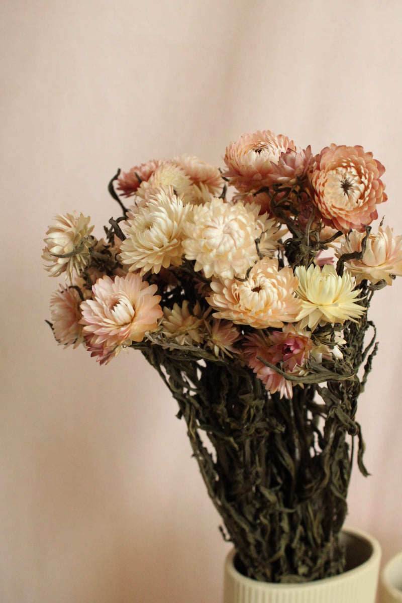 Vasenglück Trockenblumen Strohblumen | Rosa & Creme