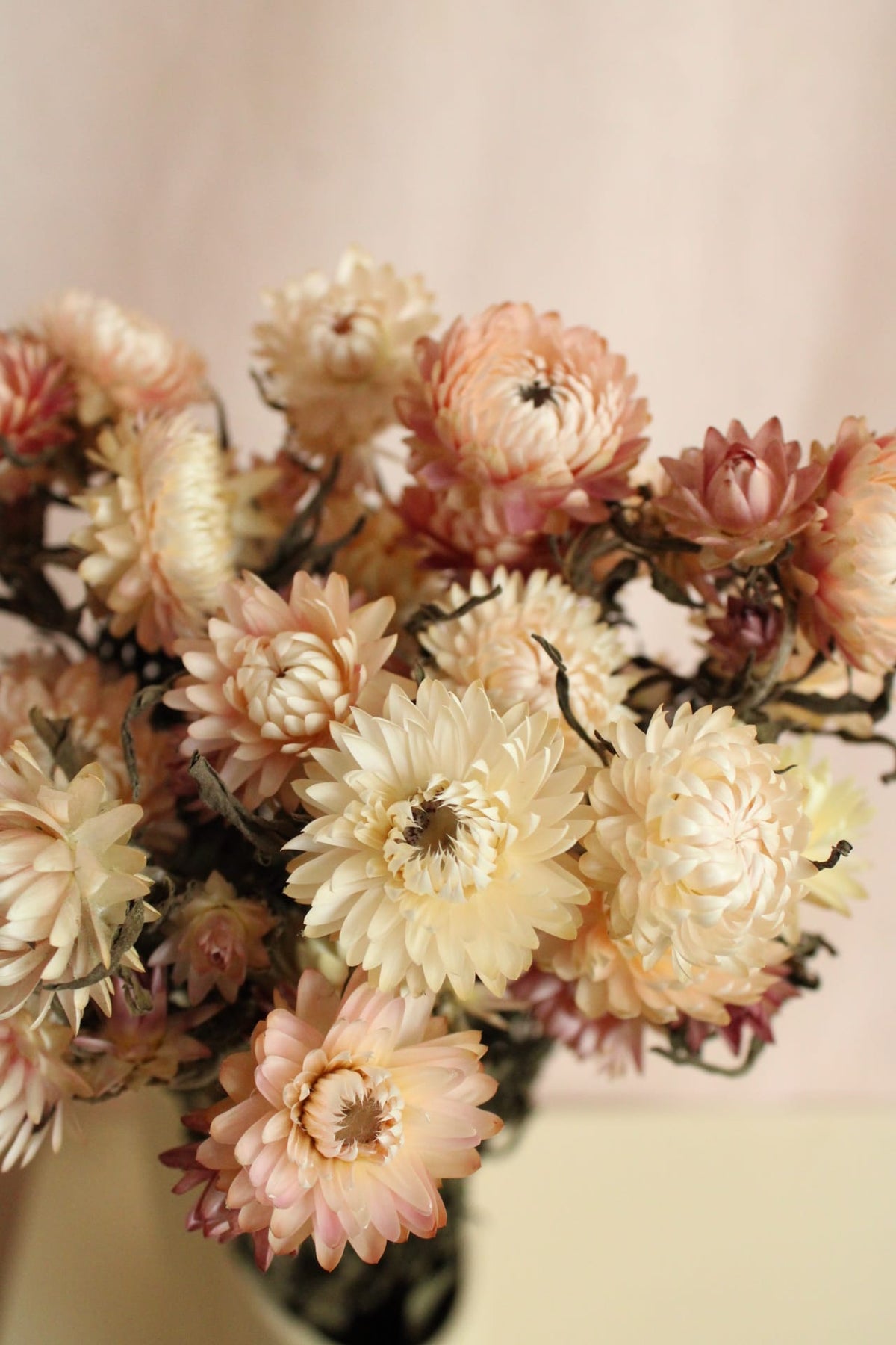 Vasenglück Trockenblumen Strohblumen | Rosa & Creme