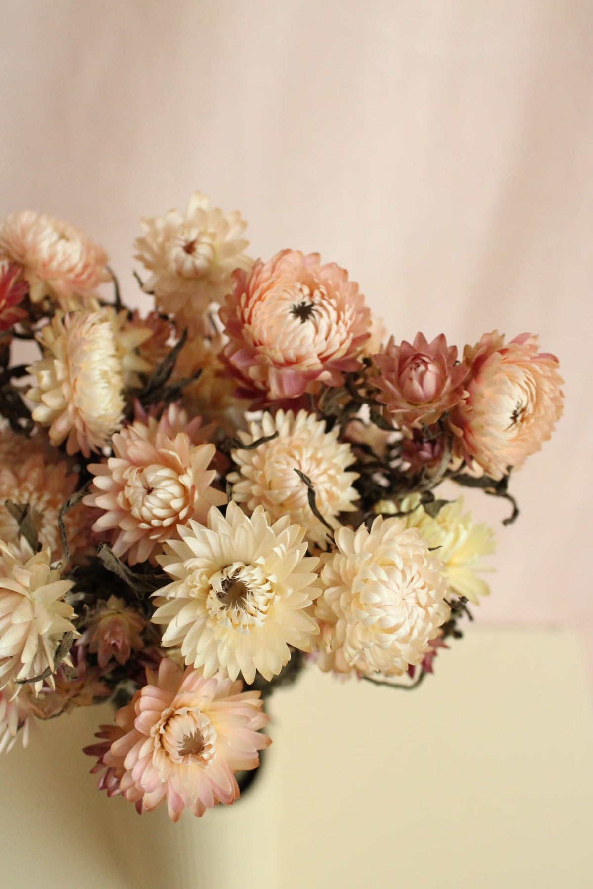 Vasenglück Trockenblumen Strohblumen | Rosa & Creme