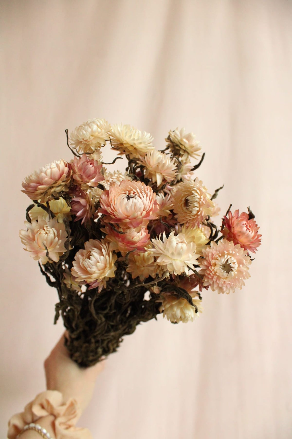 Vasenglück Trockenblumen Strohblumen | Rosa & Creme