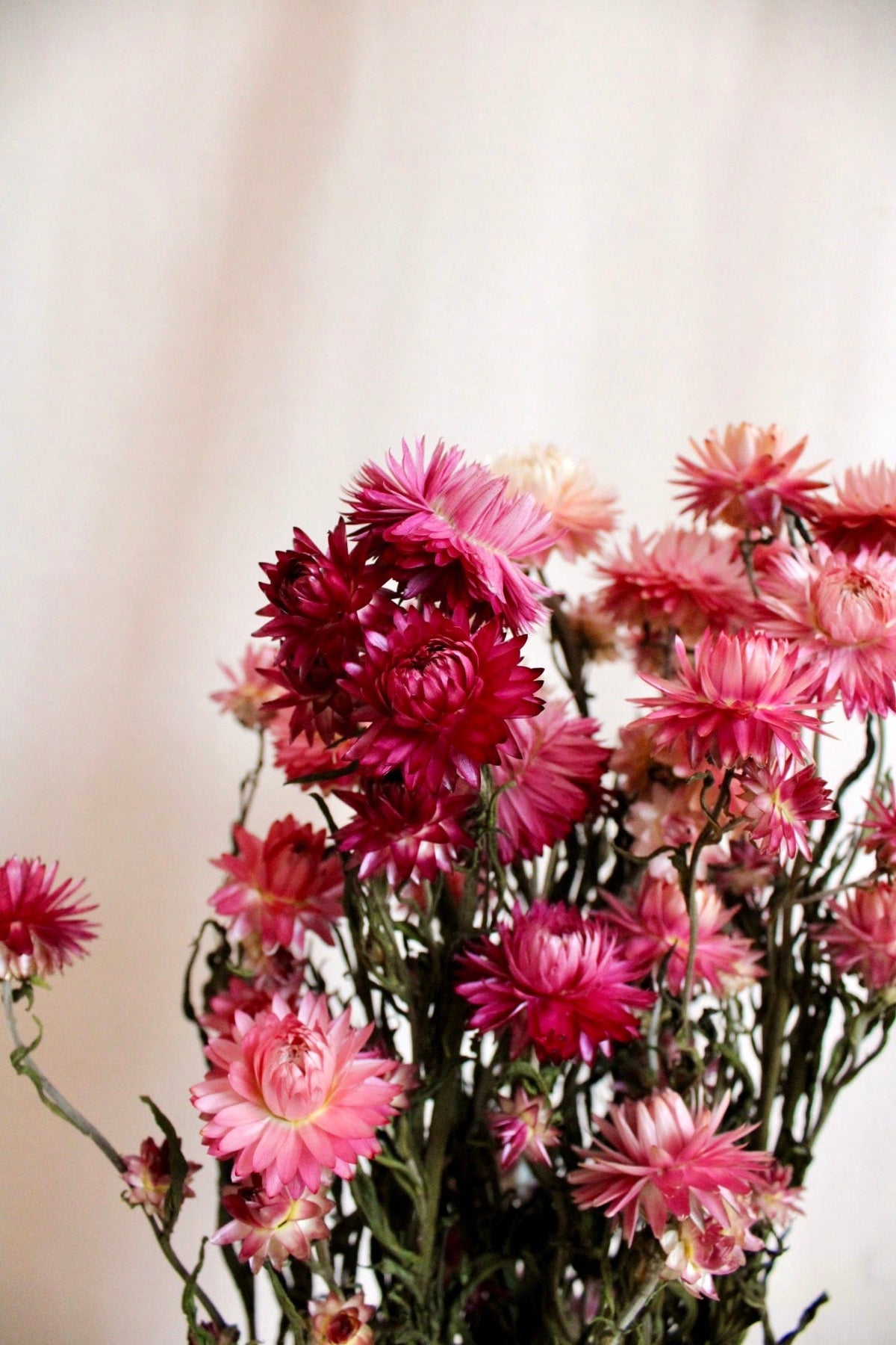 Vasenglück Trockenblumen Strohblumen | Rosa & Pink