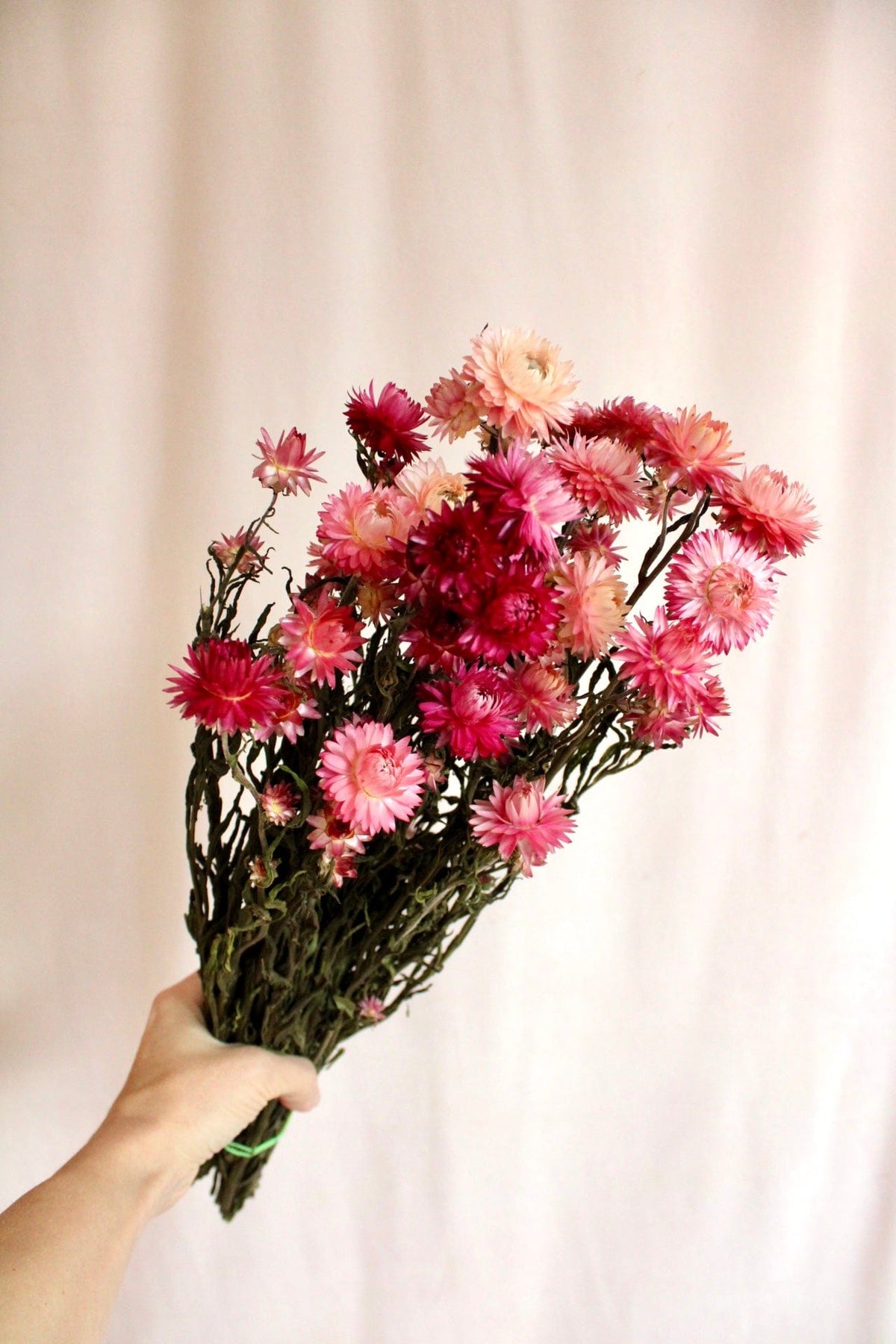 Vasenglück Trockenblumen Strohblumen | Rosa & Pink