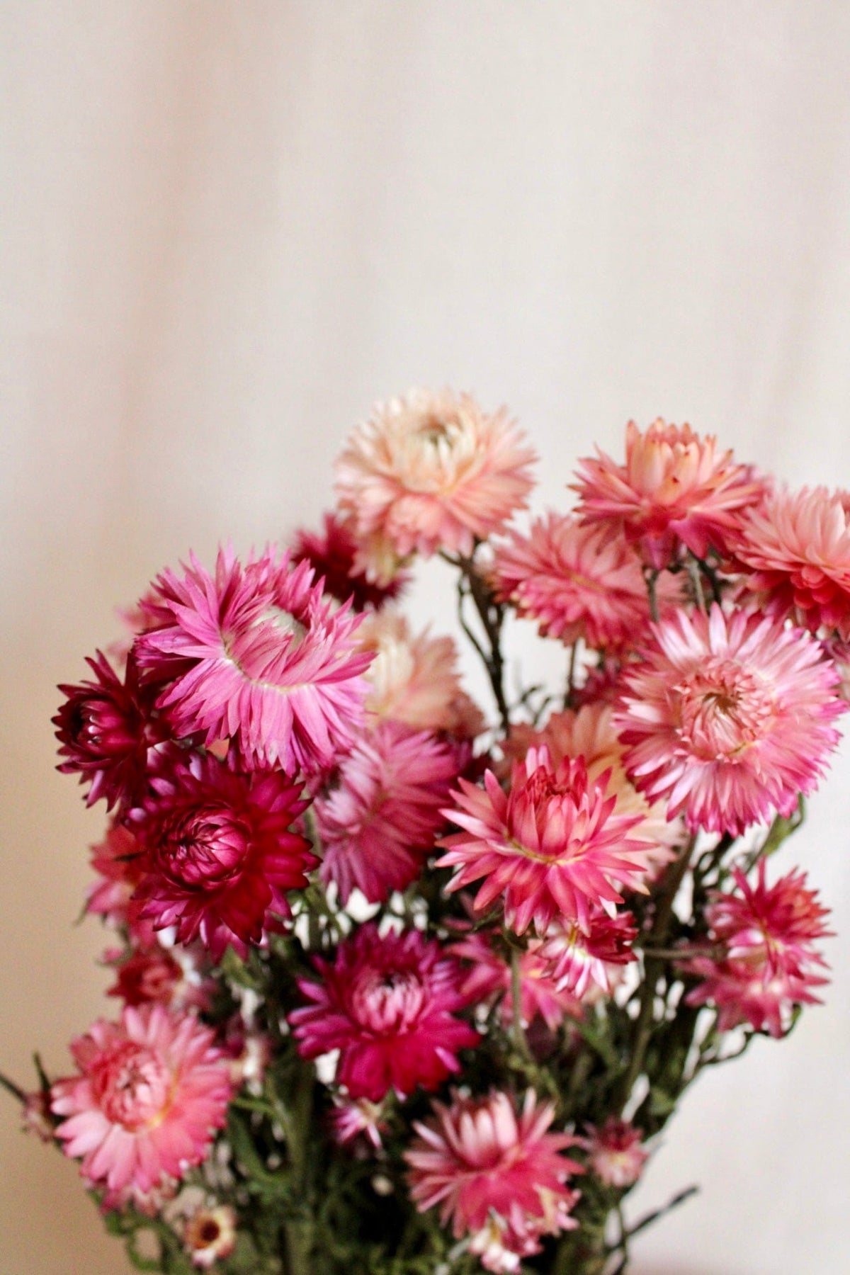 Vasenglück Trockenblumen Strohblumen | Rosa & Pink
