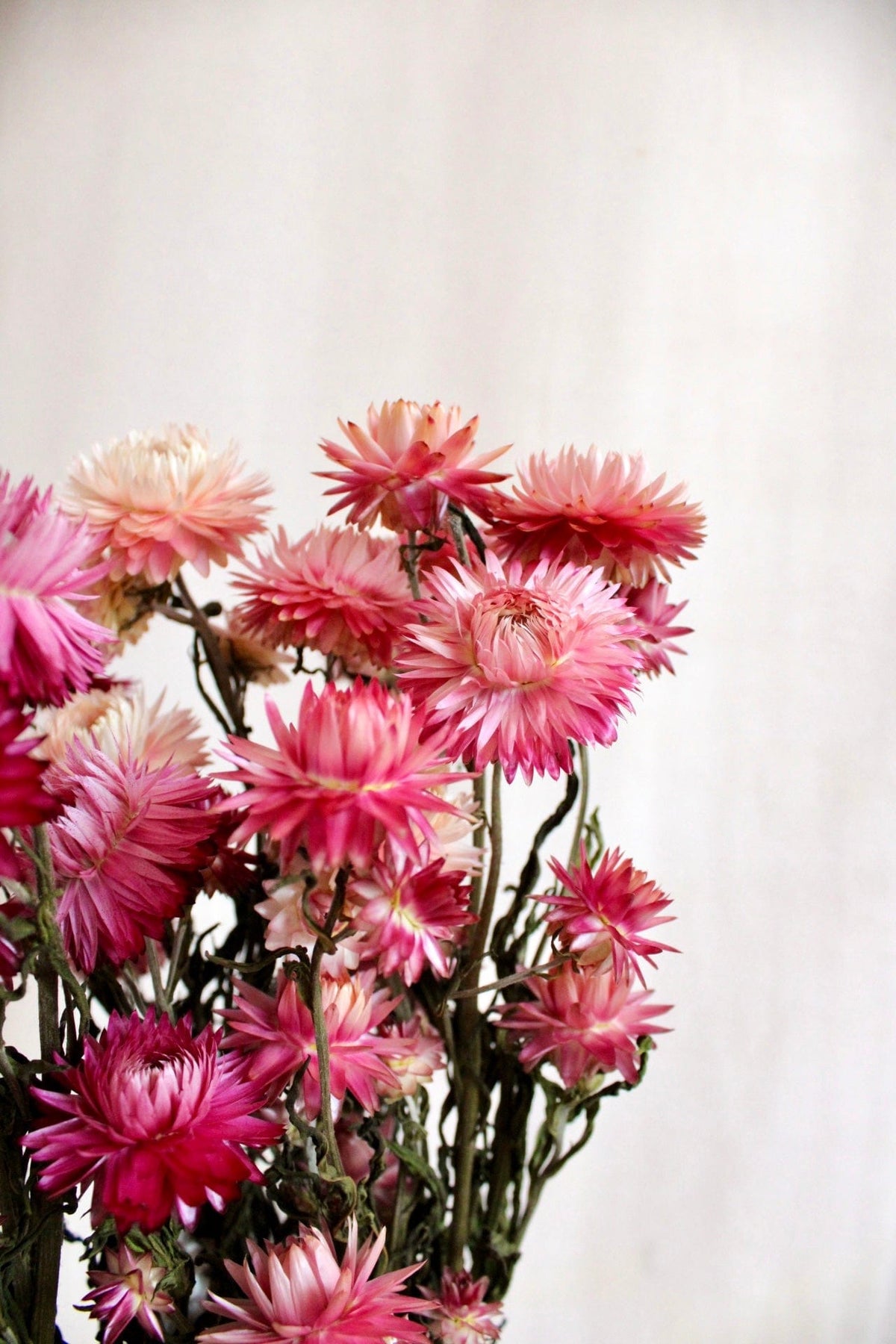 Vasenglück Trockenblumen Strohblumen | Rosa & Pink