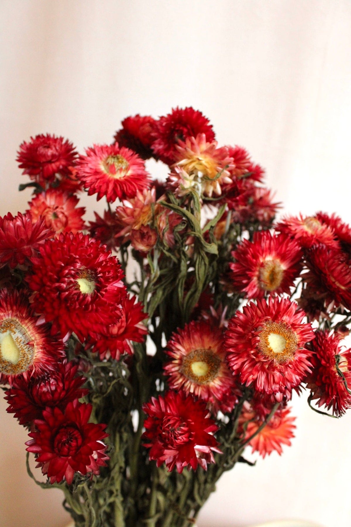 Vasenglück Trockenblumen Strohblumen | Rot
