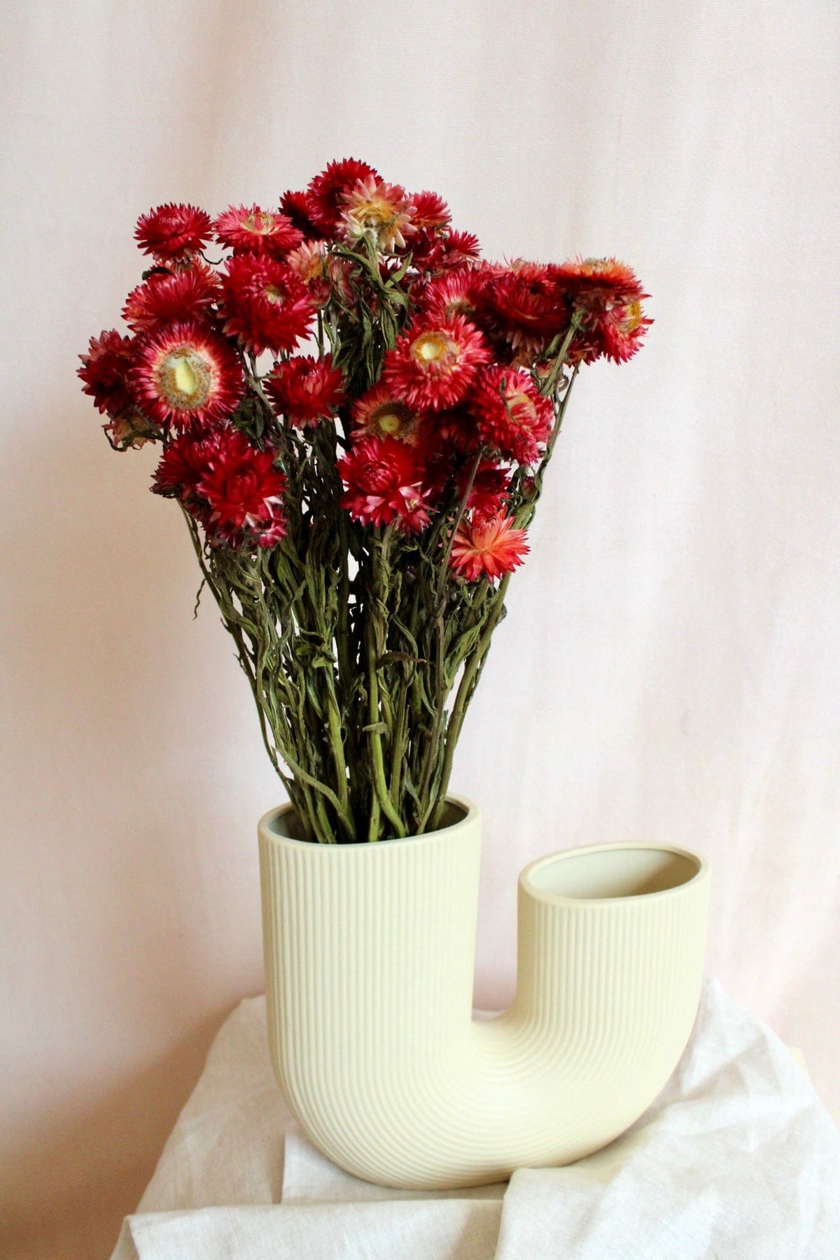 Vasenglück Trockenblumen Strohblumen | Rot