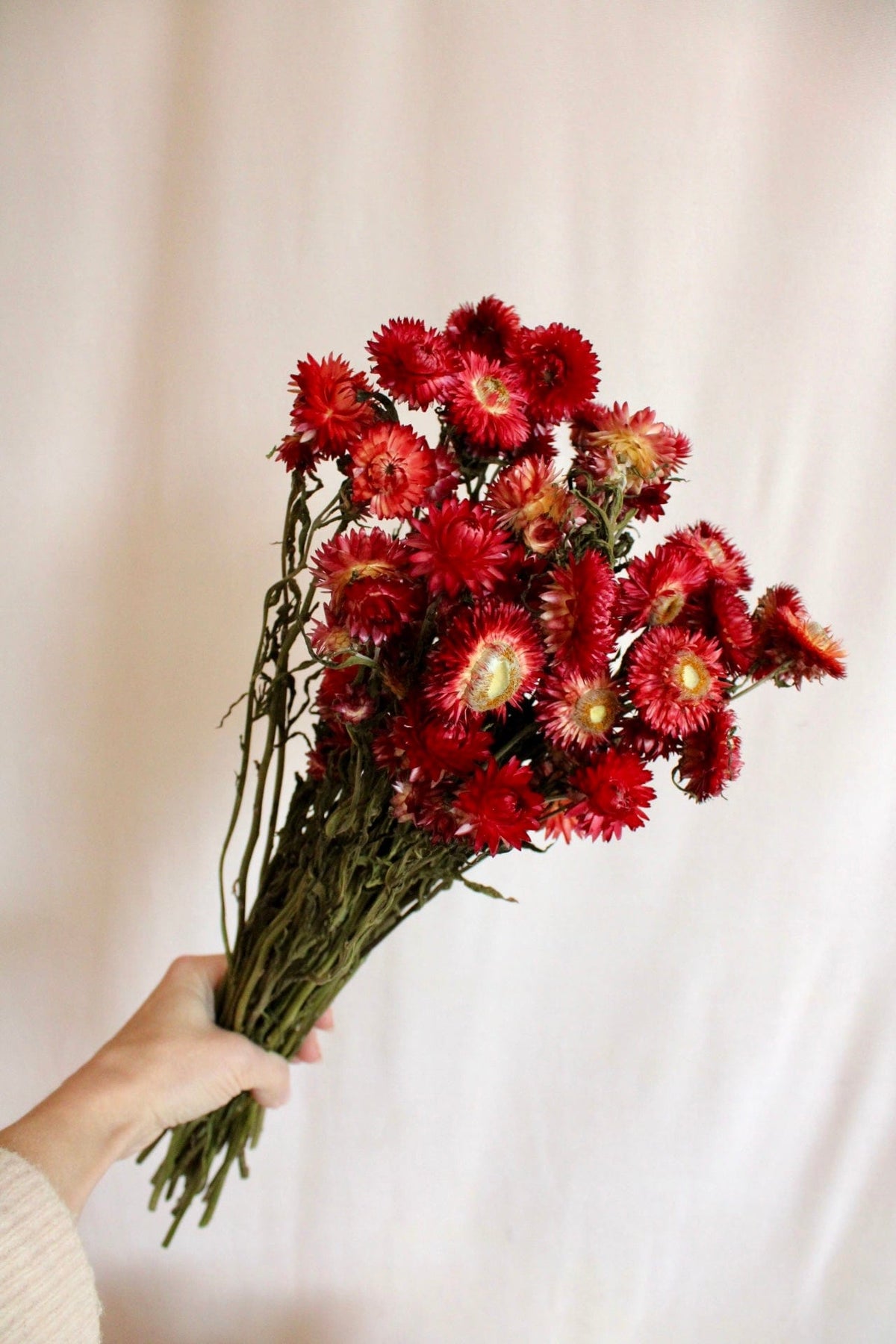 Vasenglück Trockenblumen Strohblumen | Rot