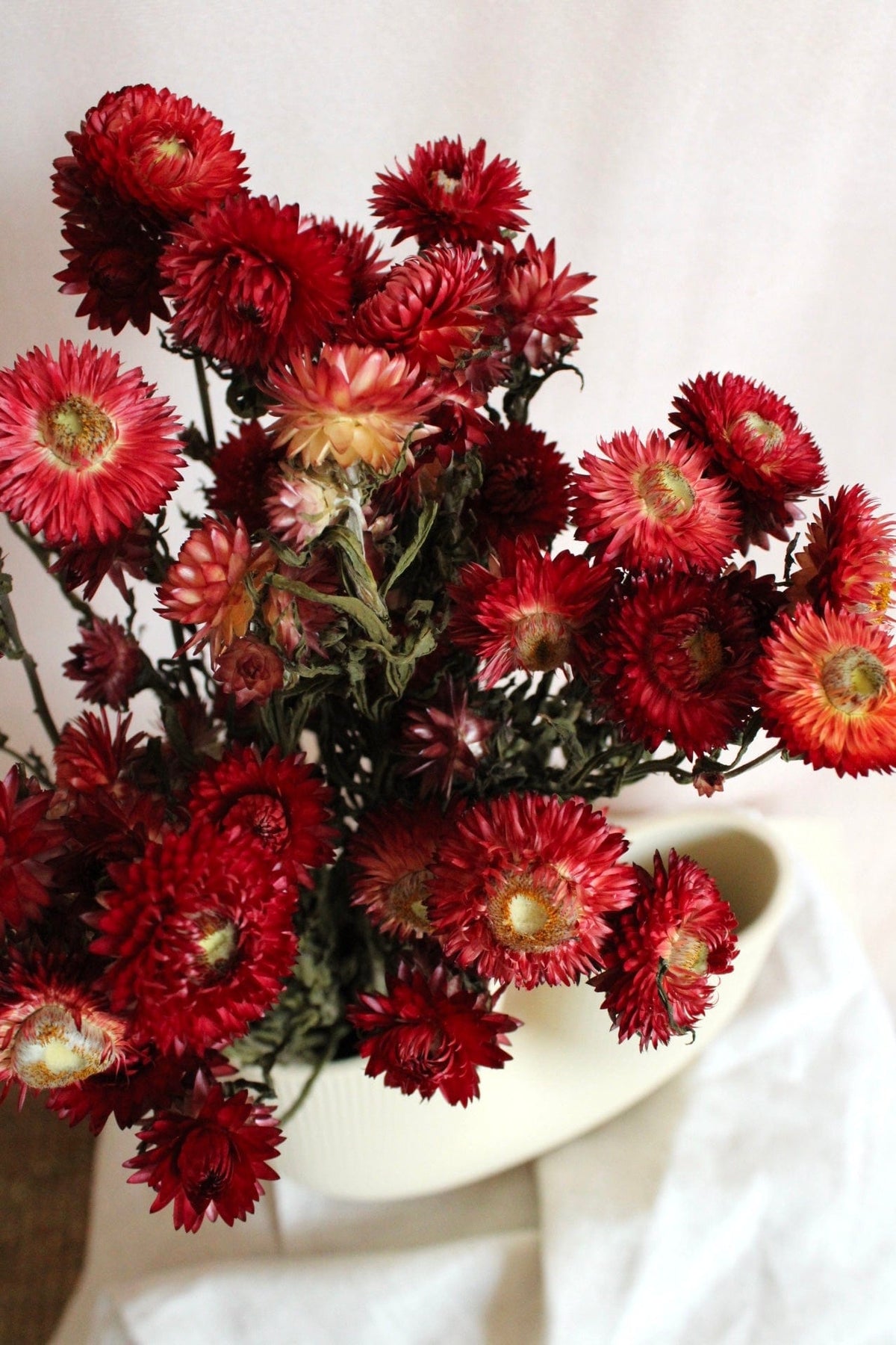 Vasenglück Trockenblumen Strohblumen | Rot