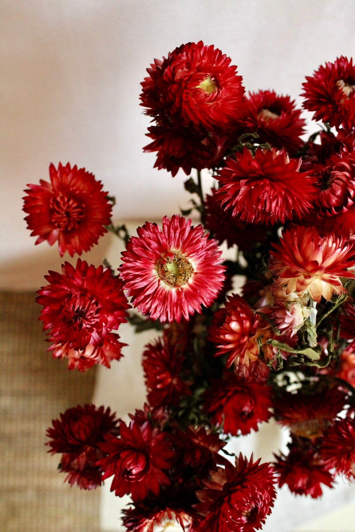 Vasenglück Trockenblumen Strohblumen | Rot