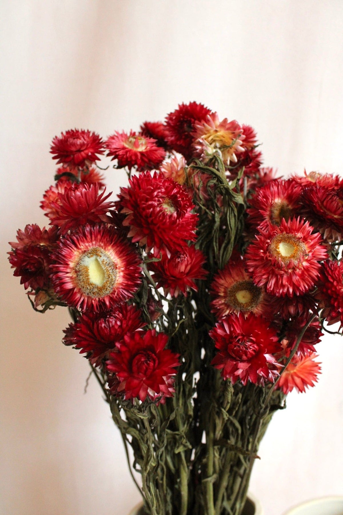Vasenglück Trockenblumen Strohblumen | Rot