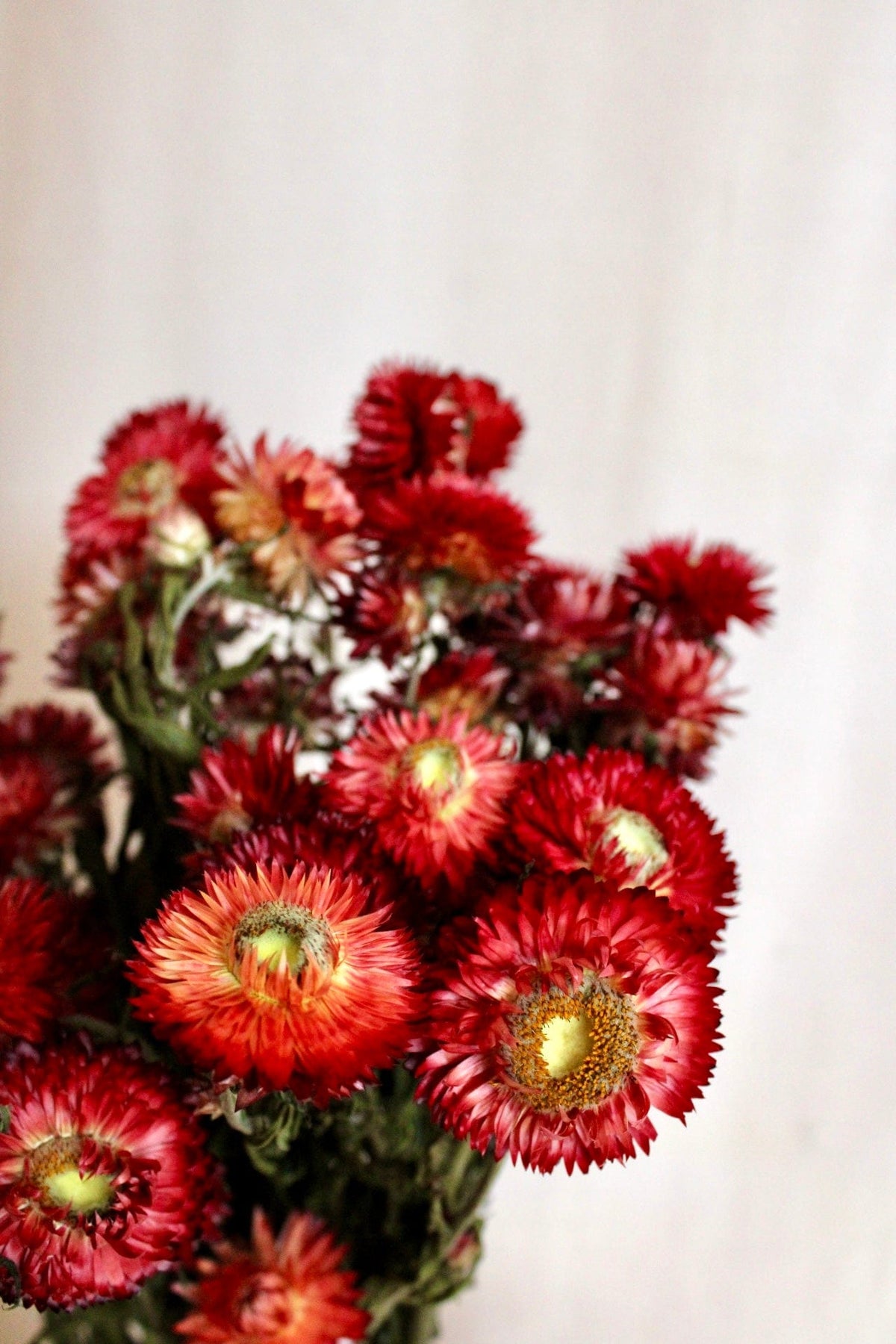 Vasenglück Trockenblumen Strohblumen | Rot