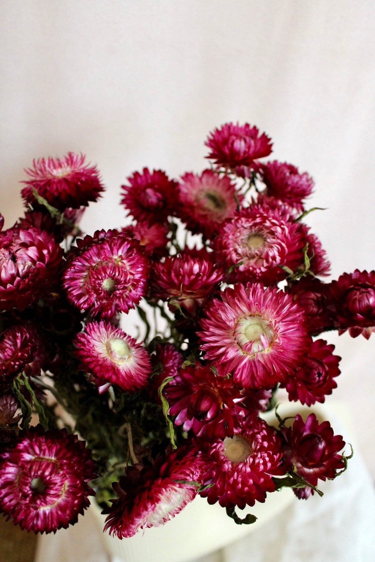 Vasenglück Trockenblumen Strohblumen | Weinrot