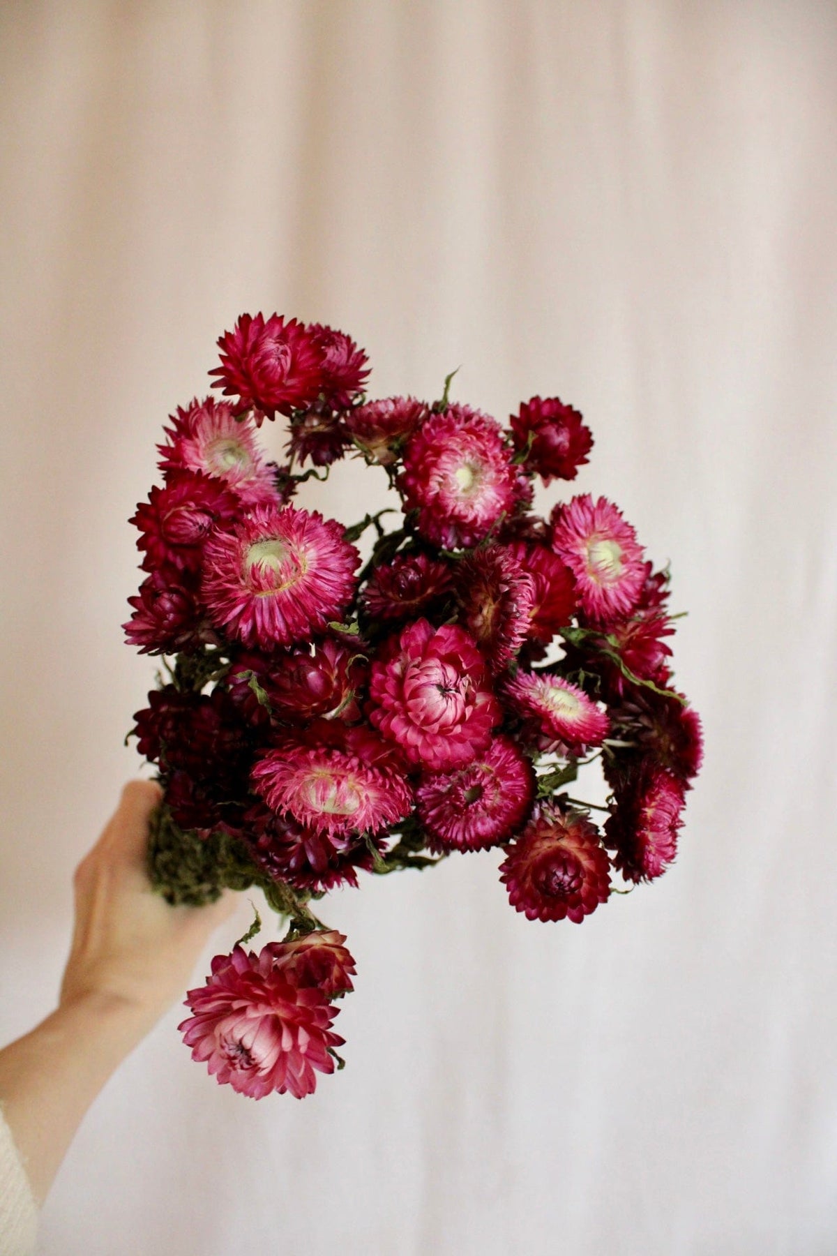 Strohblumen Weinrot 55cm - Trockenblumen