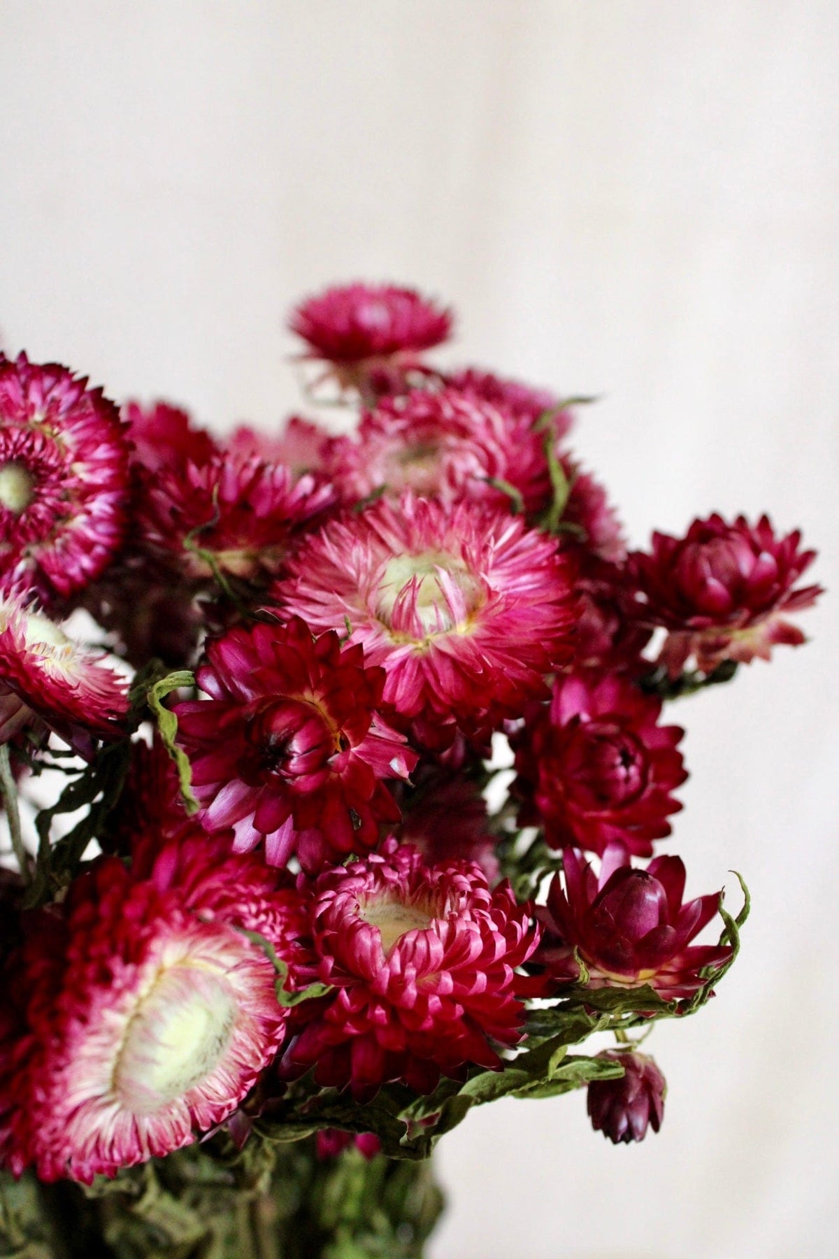 Vasenglück Trockenblumen Strohblumen | Weinrot
