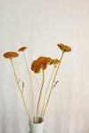 Vasenglück Trockenblumen Achillea Gelb (1 Stiel) Trockenblumen in kleinen Mengen - Gelb/Orange