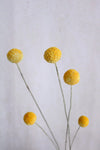Vasenglück Trockenblumen Craspedia Gelb (1 Stiel) Trockenblumen in kleinen Mengen - Gelb/Orange