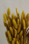 Vasenglück Trockenblumen Lagurus Gelb (10 Stiele) Trockenblumen in kleinen Mengen - Gelb/Orange
