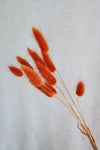 Vasenglück Trockenblumen Lagurus Orange (10 Stiele) Trockenblumen in kleinen Mengen - Gelb/Orange