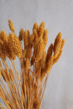 Vasenglück Trockenblumen Phalaris Sonnengelb (10 Stiele) Trockenblumen in kleinen Mengen - Gelb/Orange