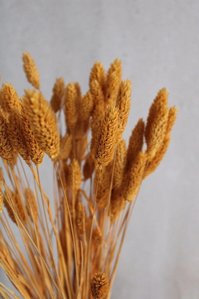 Vasenglück Trockenblumen Phalaris Sonnengelb (10 Stiele) Trockenblumen in kleinen Mengen - Gelb/Orange