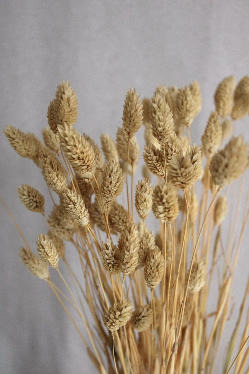 Vasenglück Trockenblumen Phalaris Natur Braun (10 Stiele) Trockenblumen in kleinen Mengen - Natur