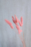 Vasenglück Trockenblumen Trockenblumen in kleinen Mengen - Rosa/Pink