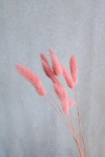Vasenglück Trockenblumen Trockenblumen in kleinen Mengen - Rosa/Pink