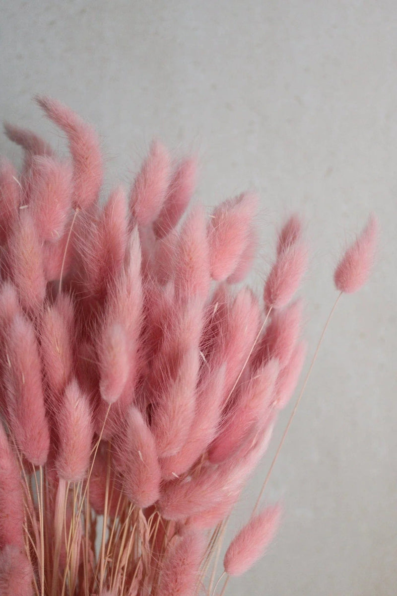 Vasenglück Trockenblumen Trockenblumen in kleinen Mengen - Rosa/Pink