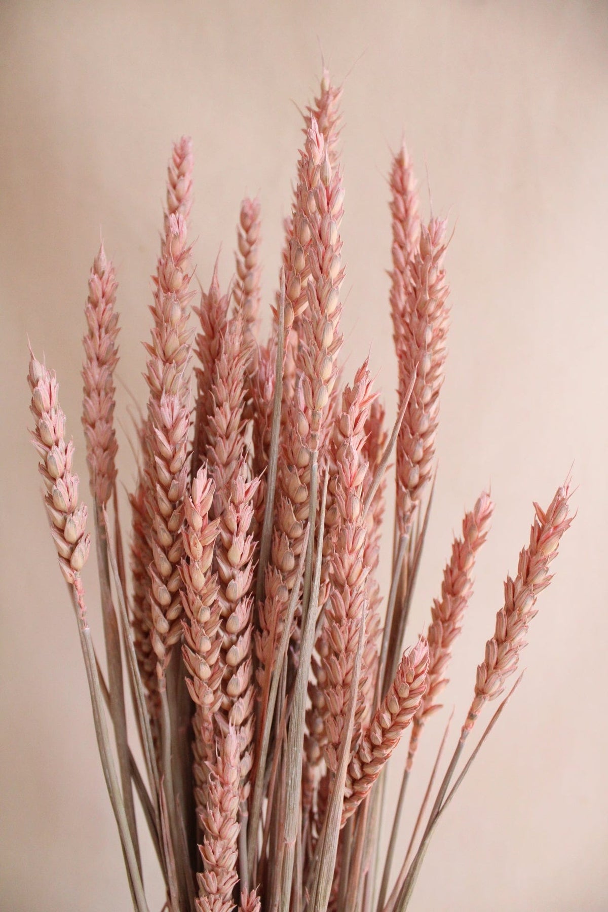 Vasenglück Trockenblumen Weizen | Rosa