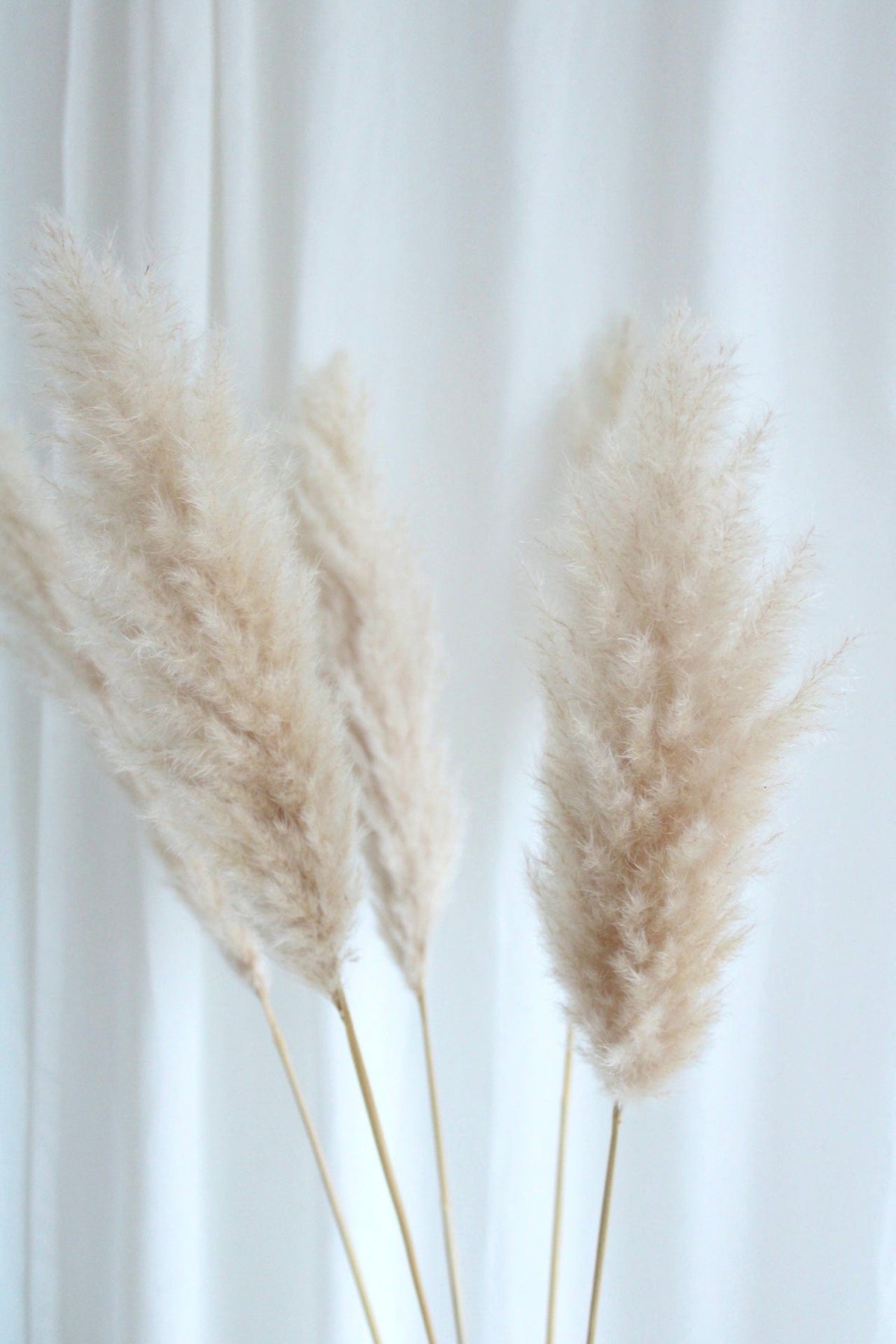 Vasenglück Pampasgras Getrocknetes Pampasgras "Wölkchen" | Cremeweiß