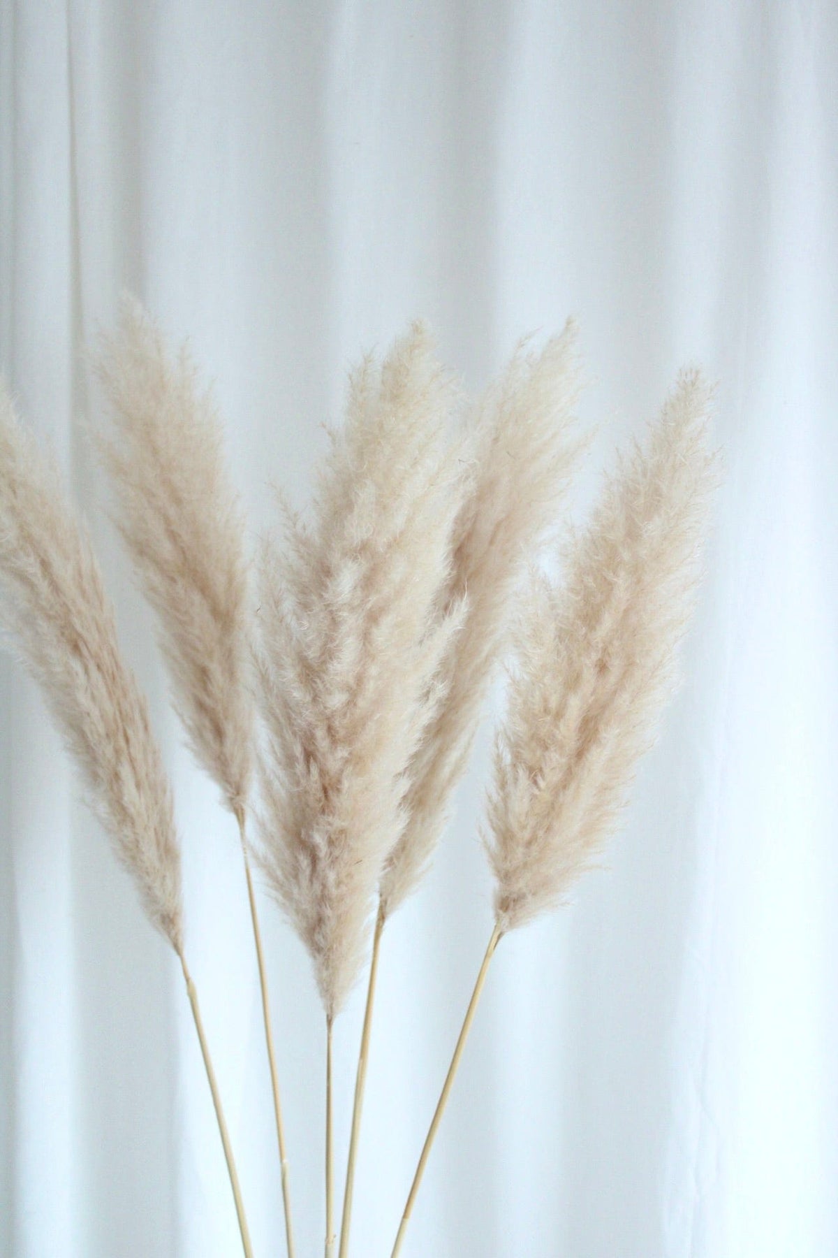 Vasenglück Pampasgras Getrocknetes Pampasgras "Wölkchen" | Cremeweiß