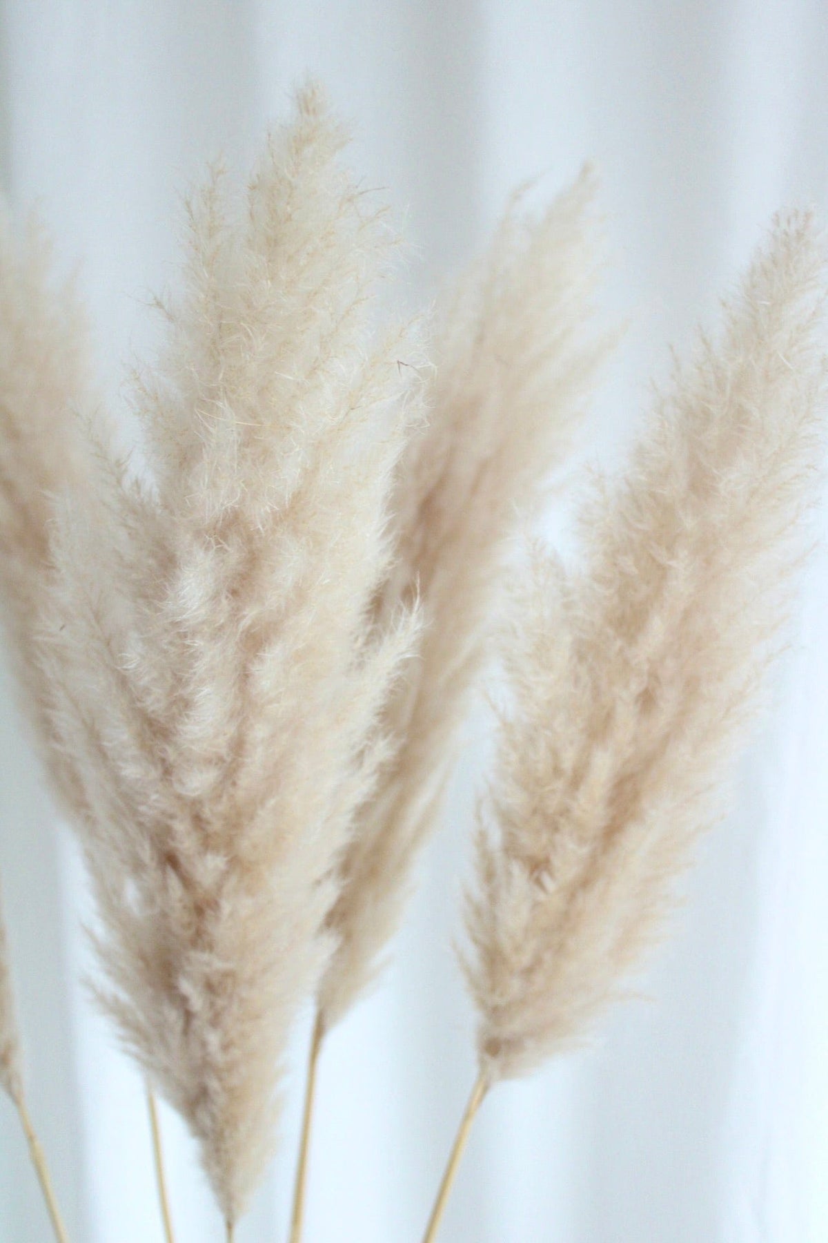 Vasenglück Pampasgras Getrocknetes Pampasgras "Wölkchen" | Cremeweiß