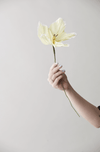 Papierblume | Lilie | Gelb Vasenglück