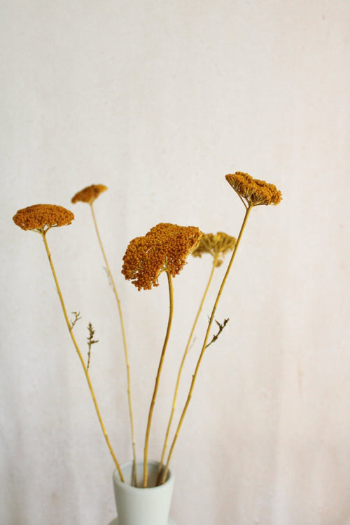 Achillea getrocknet | 1 Stiel | Gelb Vasenglück