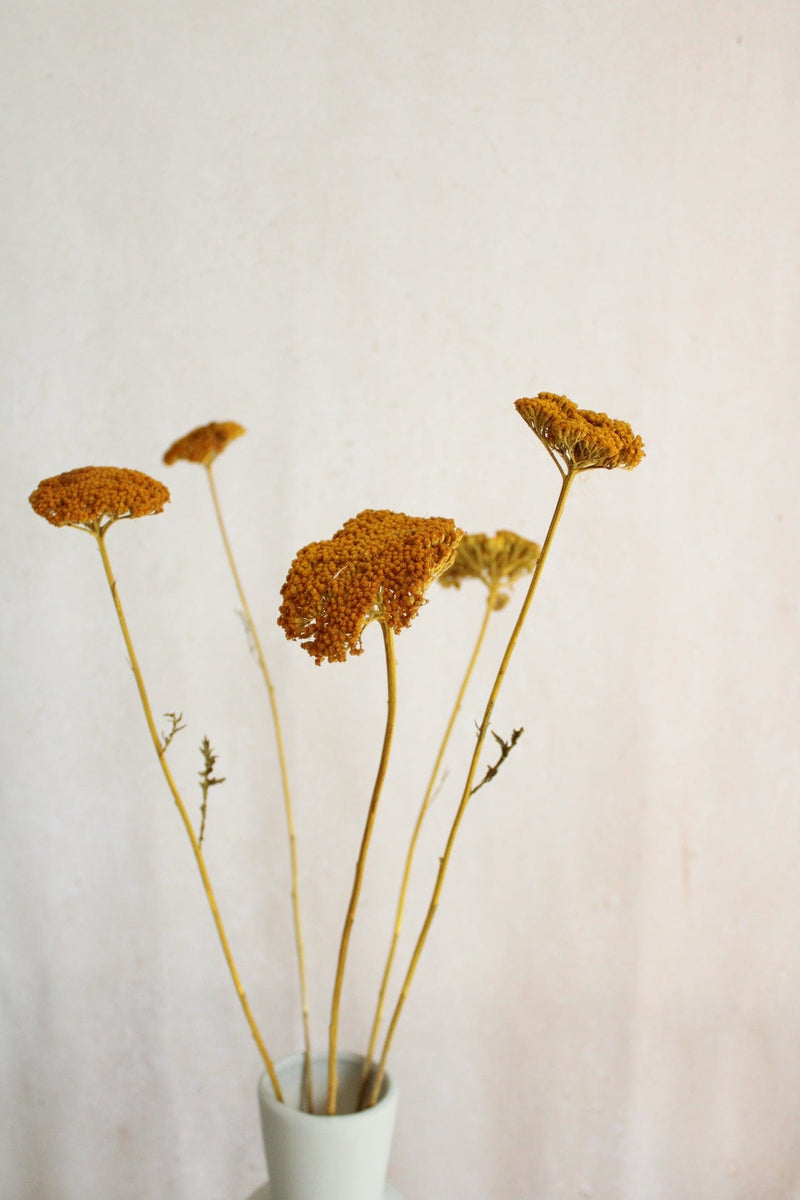 Achillea getrocknet | 1 Stiel | Gelb Vasenglück