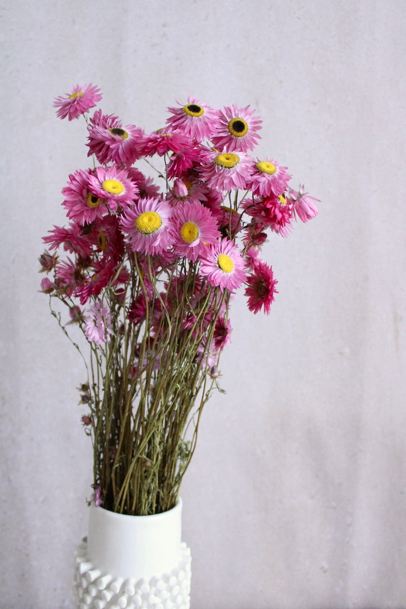 Acroclinium | Pink Vasenglück