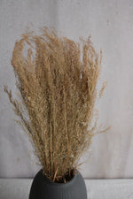 Agrostis Pulchella | 1 Bund | Natur Vasenglück