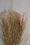 Agrostis Pulchella | 1 Bund | Natur Vasenglück