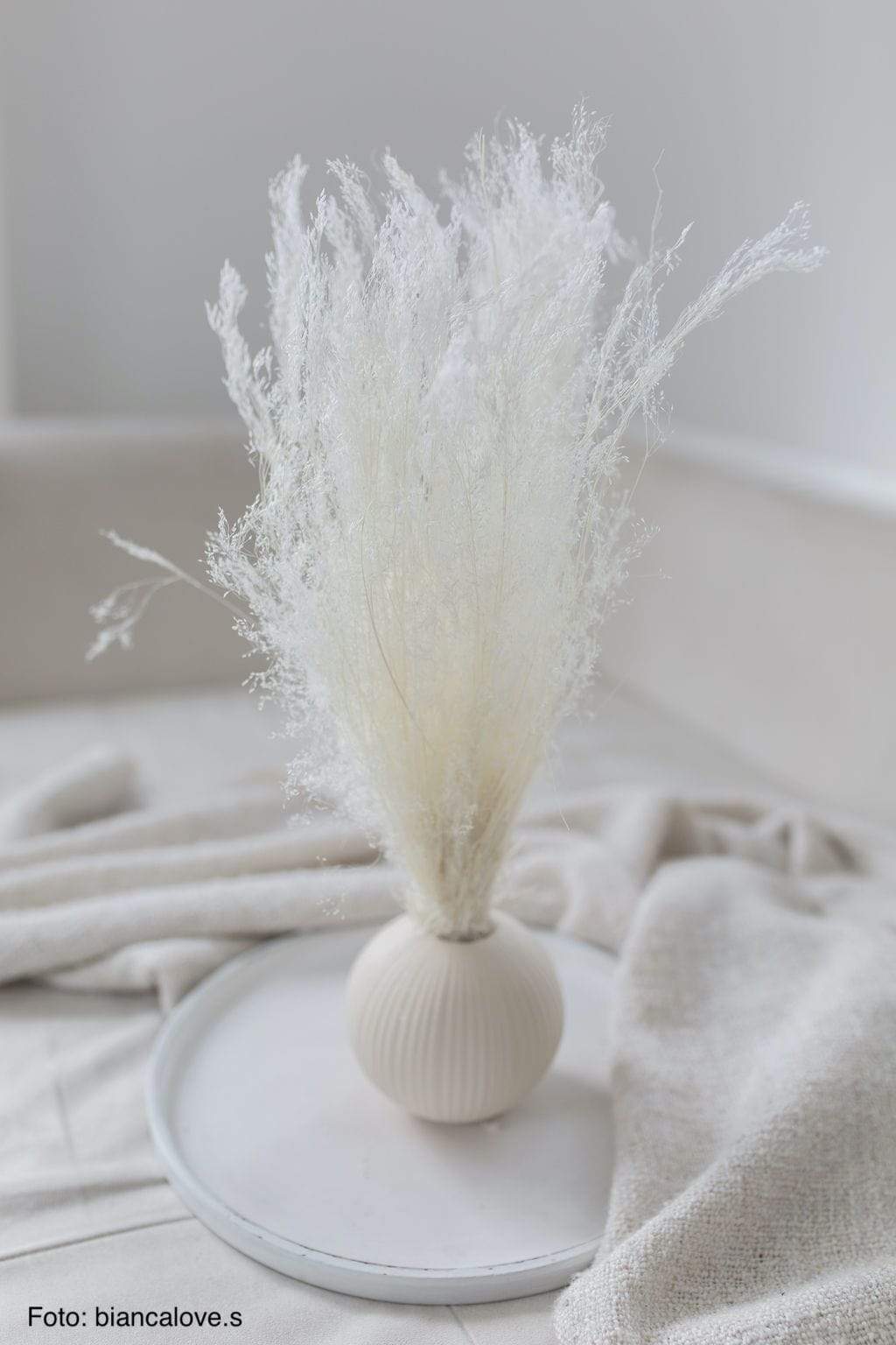 Agrostis Pulchella | 1 Bund | Weiß gebleicht Vasenglück