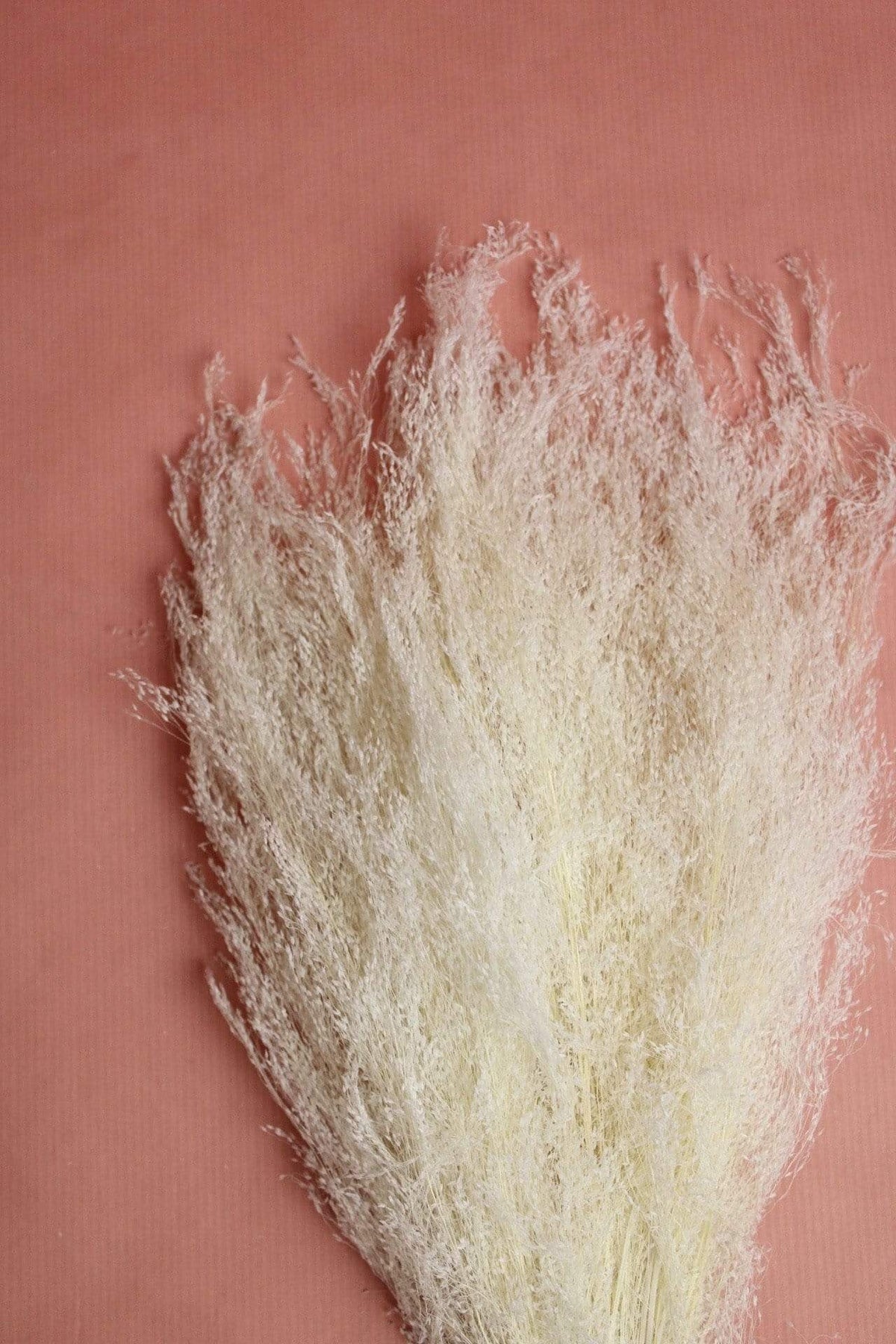 Agrostis Pulchella | 1 Bund | Weiß gebleicht Vasenglück