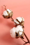 Baumwolle | 1 Stiel | Natur Vasenglück