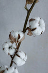 Baumwolle | 1 Stiel | Natur Vasenglück
