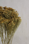 Broom Bloom | Natur Gelb Vasenglück