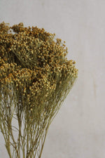 Broom Bloom | Natur Gelb Vasenglück