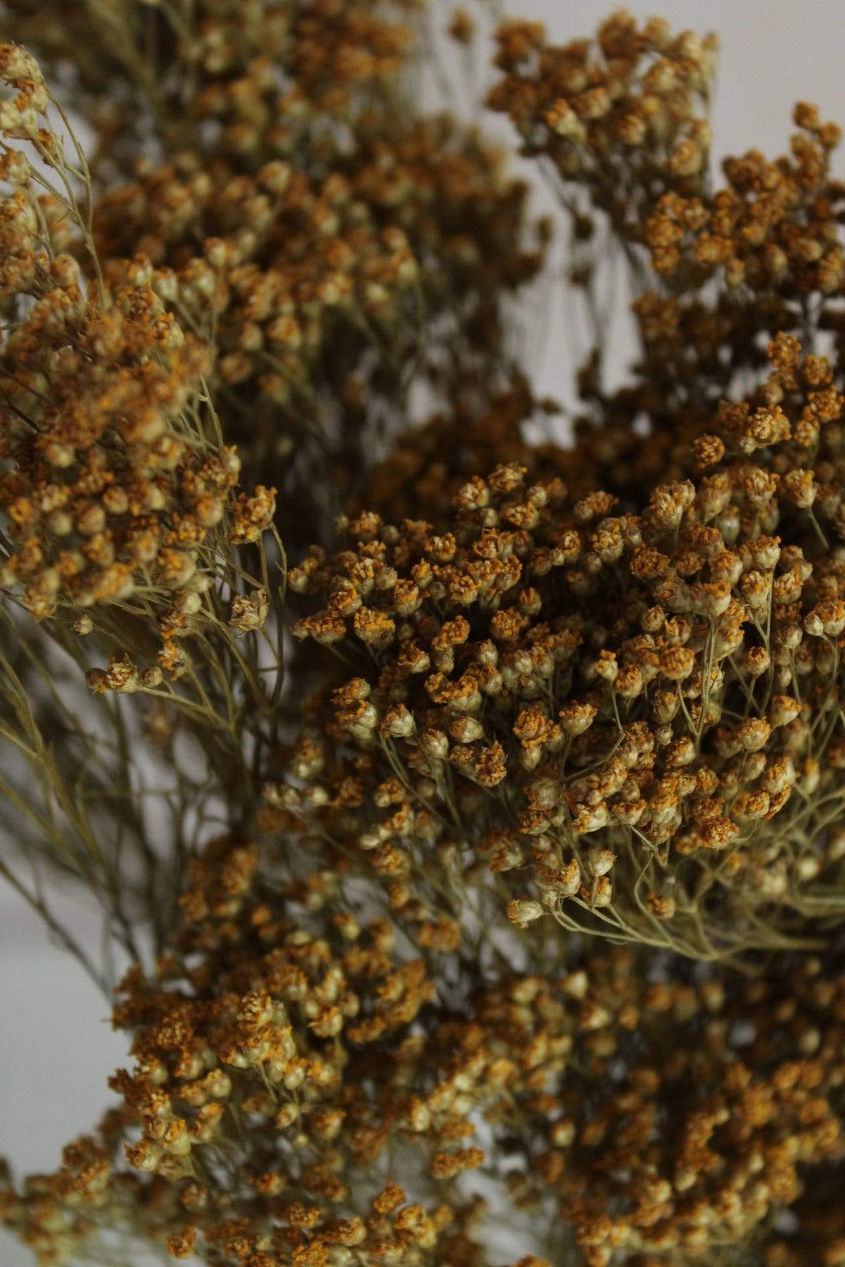Broom Bloom | Natur Gelb Vasenglück