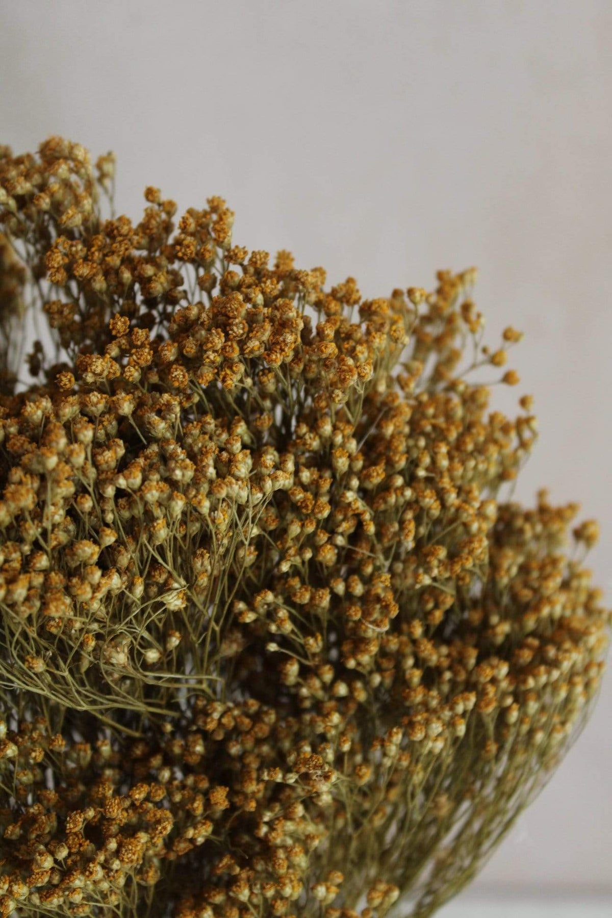 Broom Bloom | Natur Gelb Vasenglück