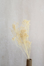 Broom Bloom | Creme Vasenglück