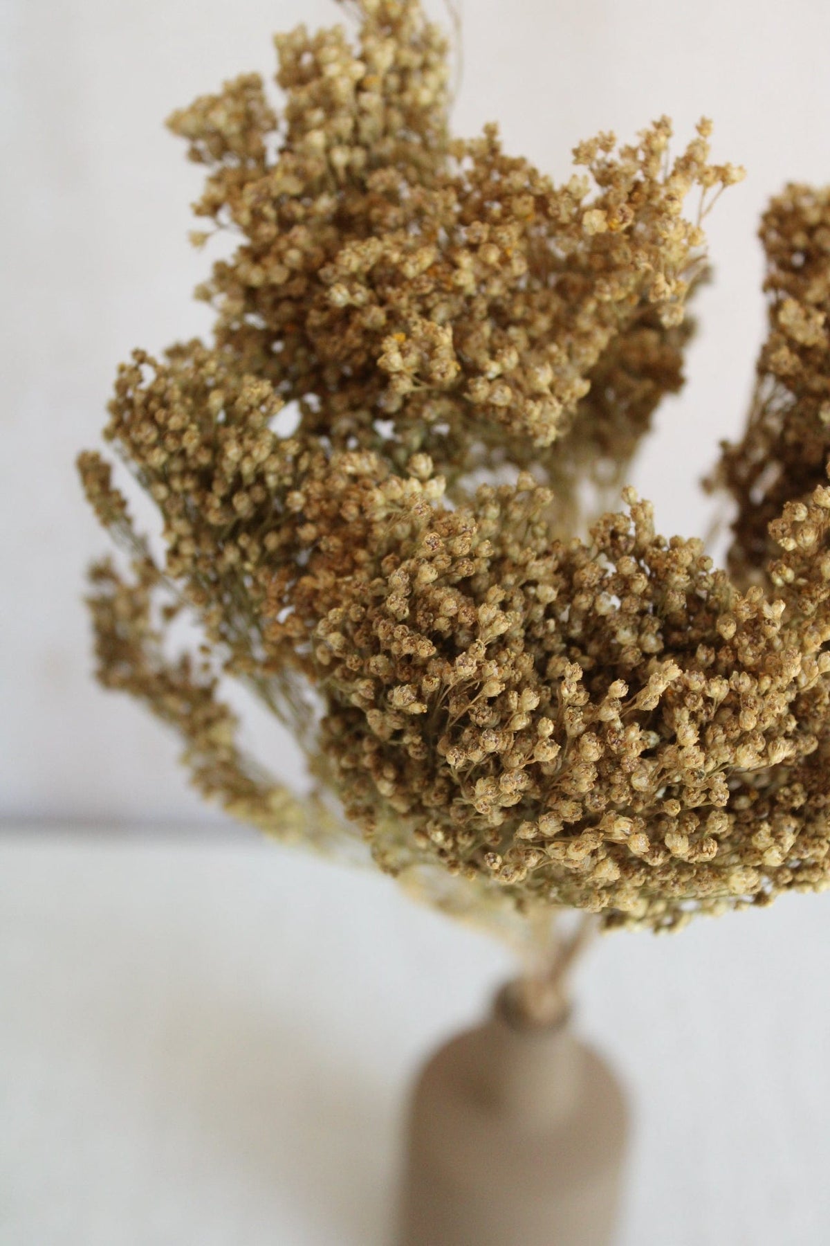 Broom Bloom | Natur Gelb Vasenglück